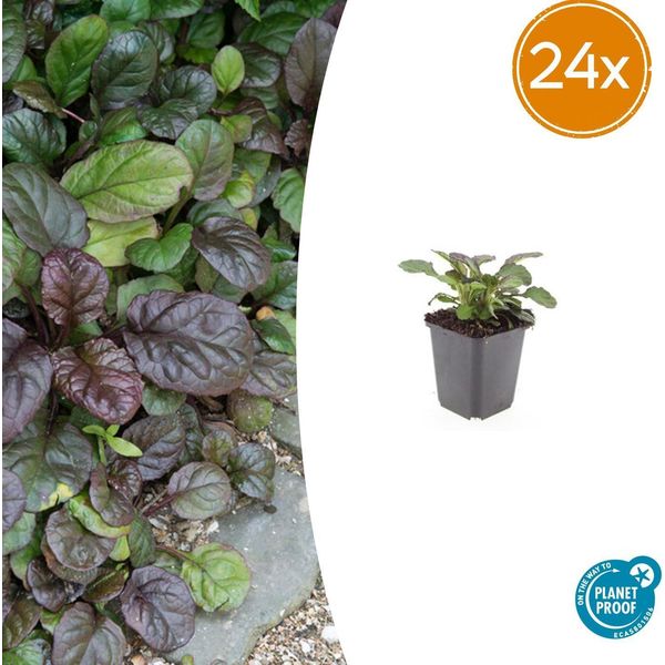 Ajuga Reptans 'Catlin's Giant' - 24 Piante - ↕10-25Cm - Ø9Cm - Copertura Del Terreno - Fiori Blu - Resistente E Facile Da Curare - Per L'ombra E L'ombra Parziale-image