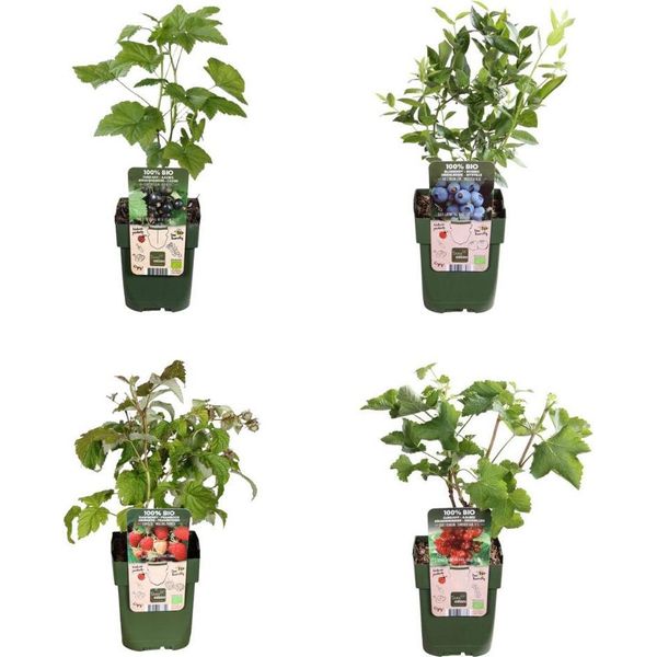 Set Di Piante Da Frutto Biologiche - Lampone, Ribes, Mirtillo, Mora - 4 Varietà - Pacchetto Paradiso Della Frutta Biologica - Facile Da Curare E Ricco Di Frutti-image