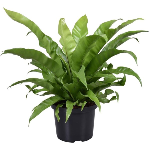 Felce Nidiacea - Asplenium Antiquum - Pianta D'appartamento - Ø23 Cm - ↕60 Cm - Facile Da Curare - Purificante Dell'aria - Ombra Parziale-image