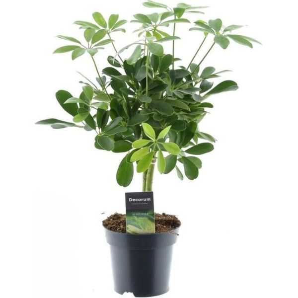 Schefflera Compacta 'Nora' - Pianta D'appartamento - Ø14Cm - ↕50Cm - Aralia Radiosa Con Portamento Compatto - Facile Da Curare E Purificante Dell'aria - Per Uso Interno-image