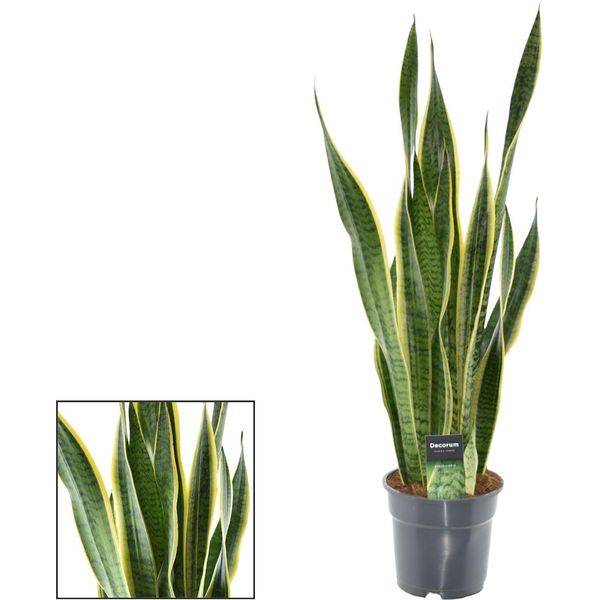 Sansevieria Laurentii Xl - Canapa A Fiocco - Ø17Cm - Altezza Circa 70Cm - Pianta D'appartamento Di Facile Manutenzione - Purificante Dell'aria - Per Soggiorno, Ufficio E Camera Da Letto-image
