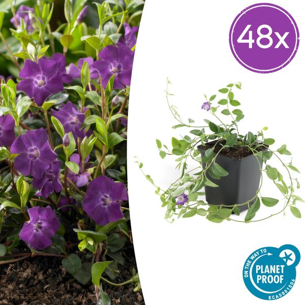 Vinca Minor 'Atropurpurea' - 48 Piante - ↕10-25Cm - Ø9Cm - Copertura Del Terreno - Fiori Viola - Sole E Ombra - Facile Da Curare E Resistente-image