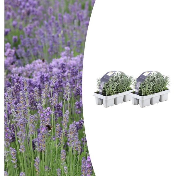 Lavandula Angustifolia - Lavanda Vera - Ø7Cm - ↕15Cm - 12 Piante - Piante Profumate E Mediterranee - Per Giardino, Balcone E Terrazza-image