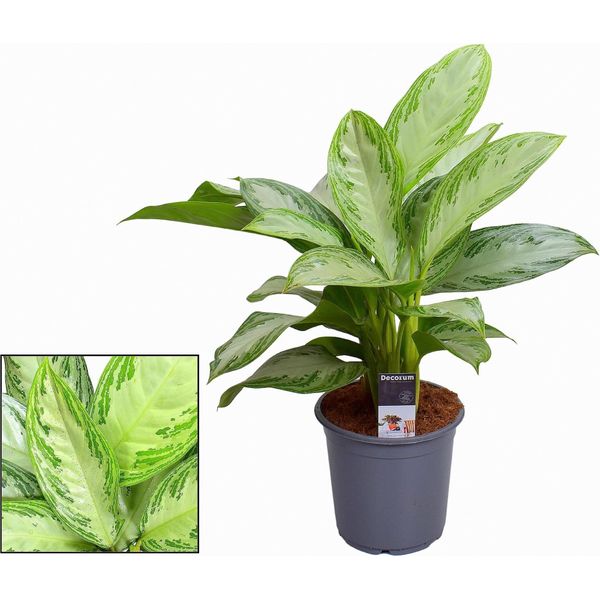 Aglaonema "Silver Bay"" - Grande Pianta Da Appartamento Con Fogliame Verde-Argento - Altezza Circa 80 Cm - Ø21 Cm - Facile Da Curare, Resistente E Decorativa Per Soggiorni, Uffici E Interni"-image
