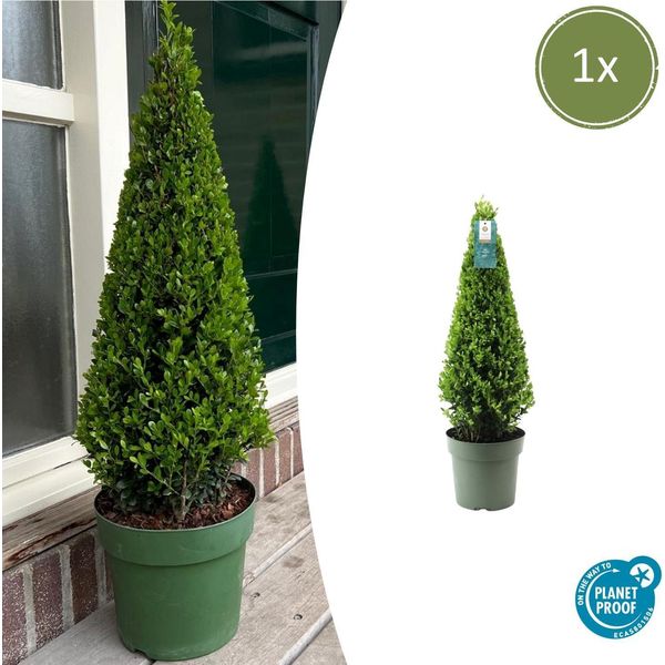 Agrifoglio Ilex Crenata Pyramid - ↨55 Cm - Ø21 Cm - Ricambio Di Bosso Sempreverde E Resistente Per Giardino, Patio E Vaso-image