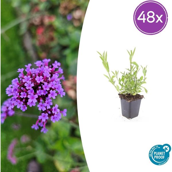 Verbena Bonariensis - 48 Piante - ↕10-25Cm - Ø9Cm - Perenne Ariosa - Fiori Viola - Fioritura Estiva E Autunnale - Resistente E Amica Delle Api-image