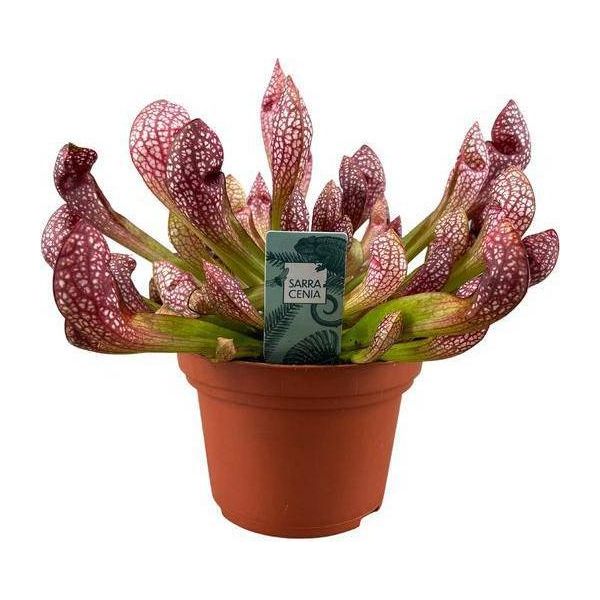 Pianta Tubolare - Sarracenia Scarlet Belle - Pianta Carnivora Da Appartamento - Ø12Cm - Altezza Circa 40Cm - Carnivora Esotica Per Interni E Balcone-image
