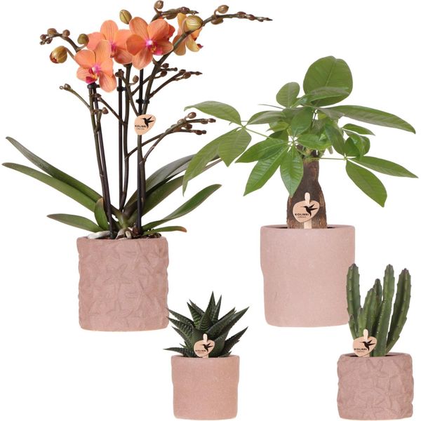 Set Di Orchidee E Succulente Di Bolzano - In Vasi Decorativi Di Ceramica Ø9Cm E Ø6Cm - Piante Da Appartamento Fiorite - Idea Regalo - Facili Da Curare - Fresche Di Coltivazione-image