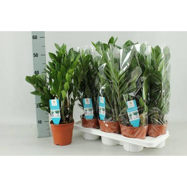 Zamioculcas Zamiifolia - Piuma Fortunata - Ø14Cm - ↕55Cm - Pianta D'appartamento Facile Da Curare - Robusta E Decorativa - Per Ufficio E Casa-image