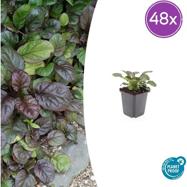 Ajuga Reptans 'Catlin's Giant' - 48 Piante - ↕10-25Cm - Ø9Cm - Copertura Del Terreno - Resistente E Facile Da Curare - Adatto All'ombra - Adatto Alle Api-image