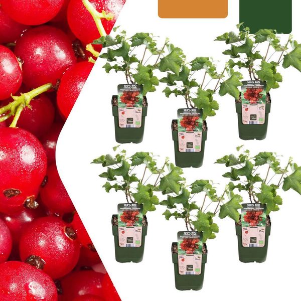 Uva Spina Biologica Ribes Rubrum - Cespugli Di Ribes Biologici - Ø13Cm - ↨20Cm - 6 Piante - Resistenti Al Gelo E Multi-Crescita - Per Balcone, Giardino E Terrazza-image