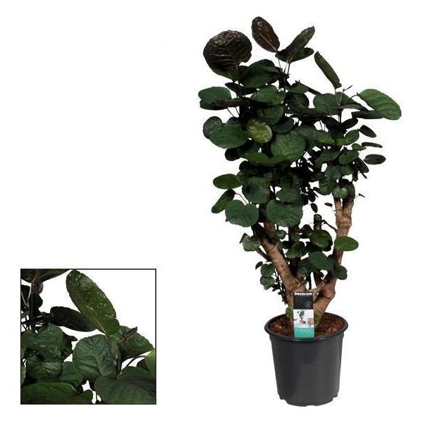 Polyscias Fabian - Pianta Da Appartamento - Ø21Cm - ↕95Cm Di Altezza - Fogliame Tropicale A Foglia Larga - Facile Da Curare E Decorativa-image