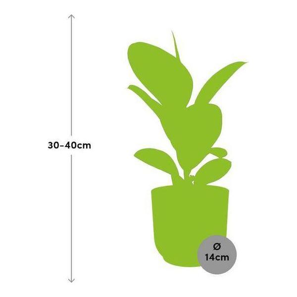 Albero Della Gomma Ficus Elastica 'Robusta' - Pianta Da Appartamento Con Vaso Decorativo Vibes Fold Yellow Ø14Cm - Pianta Verde Di Facile Cura Con Foglie Lucide - Purificante Dell'aria E Decorativa - Per Soggiorno E Ufficio-image