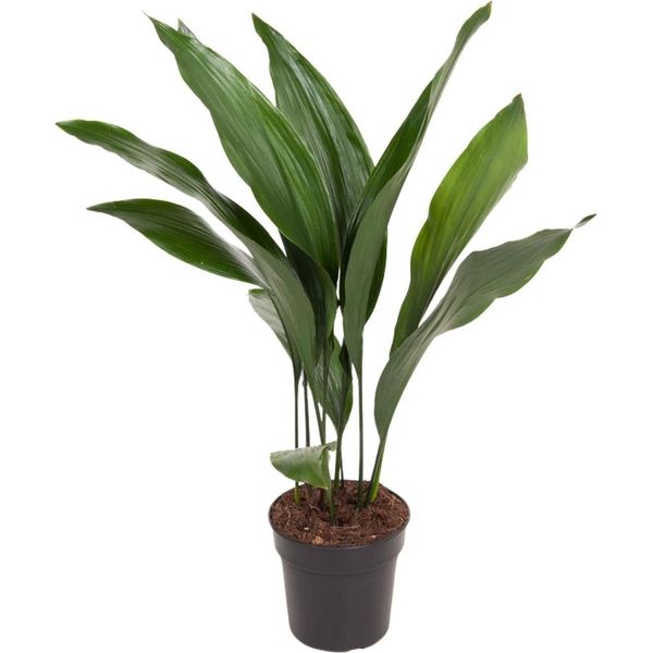 Aspidistra Elatior - Pianta Da Appartamento "The Bar"" - Ø17Cm - Altezza Circa 70Cm - Pianta Verde Di Facile Manutenzione Con Foglie Lucide Verde Scuro - Ideale Per Ambienti Ombreggiati In Soggiorno, Ufficio E Corridoio"-image