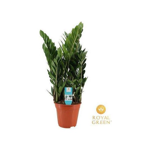Zamioculcas - Lucky Feather - Pianta Da Appartamento ↕75Cm - Ø21Cm - Pianta Verde Robusta E Facile Da Curare - Pianta Che Purifica L'aria Per Il Soggiorno, L'ufficio E L'ingresso-image