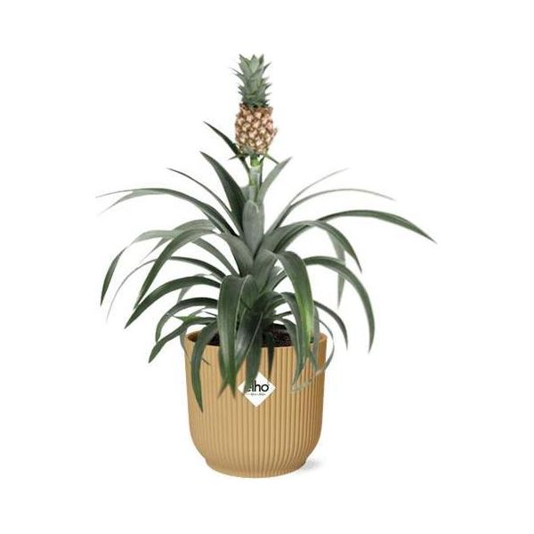 Pianta Di Ananas - Pineapple Mi Amigo - Pianta Tropicale Da Appartamento In Vaso Vibes Fold 14Cm Giallo - Facile Da Curare E Decorativa-image