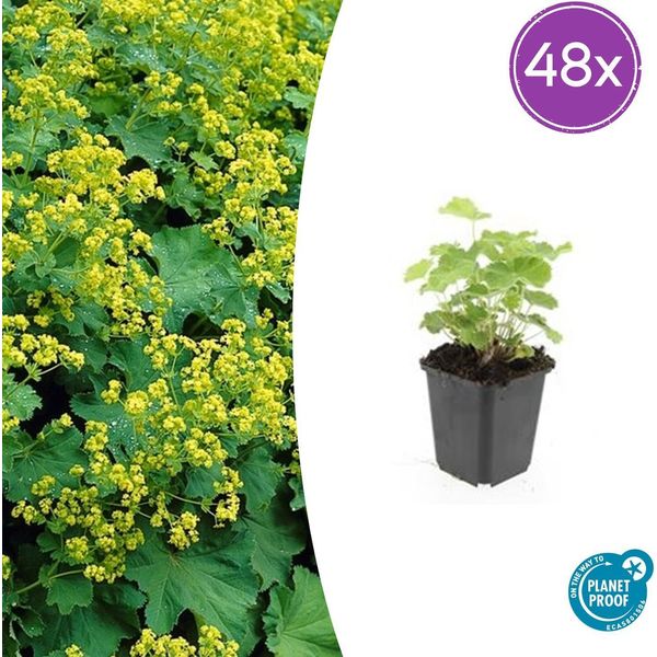 Alchemilla Mollis - Mantiglia Della Signora - Perenne Tappezzante Con Fiori Giallo-Verdi - 48 Piante - 10-25Cm - Ø9Cm - Resistente E Facile Da Curare-image