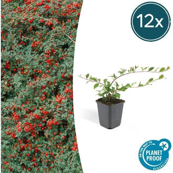 Cotoneaster A Tappeto Cotoneaster Dammeri - 12 Piante - ↕10-25Cm - Ø9Cm - Copertura Del Terreno - Fioritura E Cura Facile - Sole E Ombra-image