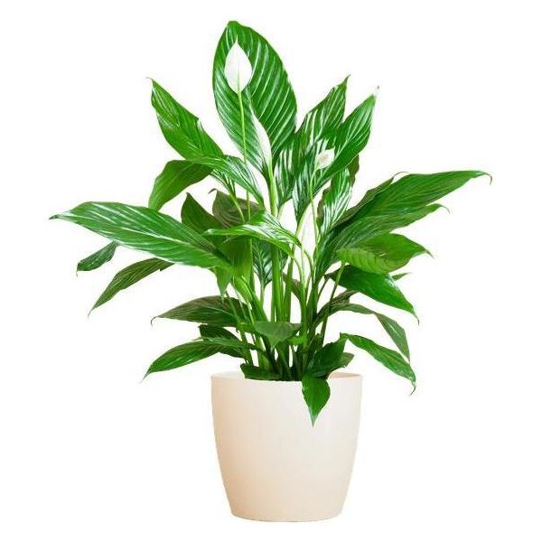 Spathiphyllum Sweet Lauretta - Foglia Di Guaina - Pianta Da Appartamento + Vaso Viber White - ↕80Cm - Ø21Cm - Giglio Della Pace Con Eleganti Fiori Bianchi - Facile Da Curare E Decorativo-image
