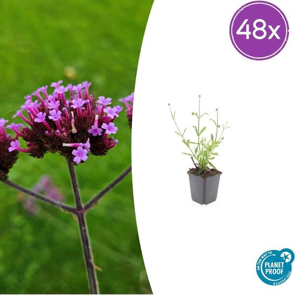 Verbena Alta Verbena Bonariensis 'Lollipop' - 48 Piante - ↕10-25 Cm - Ø9 Cm - Pianta Compatta Dai Fiori Color Porpora - Perenne Facile Da Curare E Amica Delle Api-image