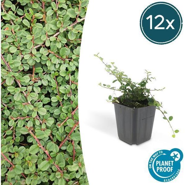 Cotoneaster Prostratus 'Queen Of Carpets' - Nespolo Da Tappeto - Ø9Cm - ↕10-25Cm - 12 Piante - Tappezzante Resistente Con Fiori E Bacche-image