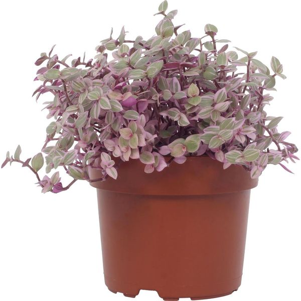 Callisia Repens 'Rosato' - Pianta Ricadente Tricolore Ø12Cm - ↕16Cm - Rosa-Verde-Viola - Pianta Da Appartamento Per Ambienti Luminosi-image