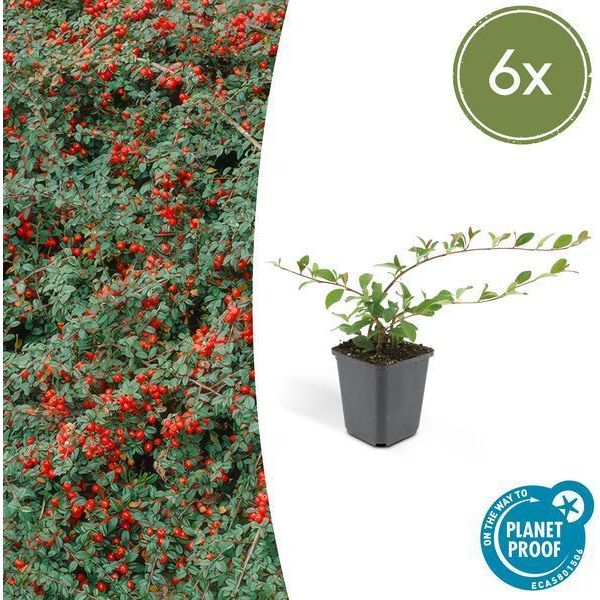 Cotoneaster Dammeri - Cotoneaster A Tappeto - Ø9Cm - ↕10-25Cm - 6 Piante - Coprisuolo Resistente Con Fiori E Bacche-image