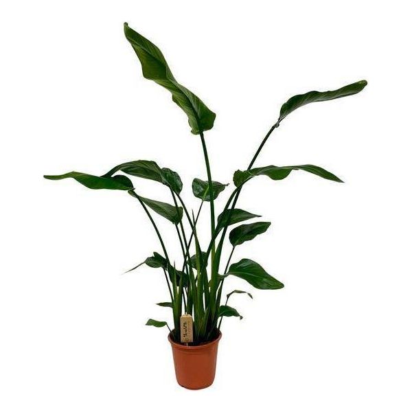 Strelitzia Nicolai - Strelitzia Arborea - Ø21Cm - ↕120Cm - Pianta D'appartamento Esotica - Aspetto Foglia Di Banano Xxl - Per Soggiorno E Ufficio-image