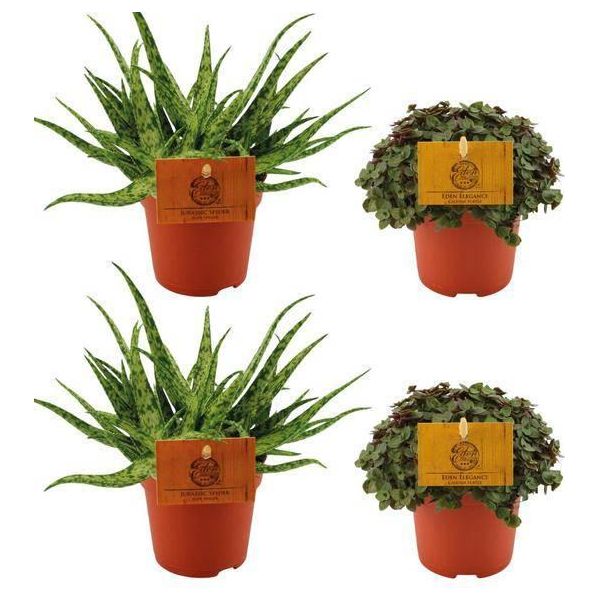 Aloe Spider + ,Callisia Turtle - 4 Piante D'appartamento In Un Set - Ø10.5Cm - ↕10Cm - Piante Grasse E Piante Verdi Di Facile Manutenzione - Decorative E Robuste - Per Davanzale, Soggiorno E Ufficio-image