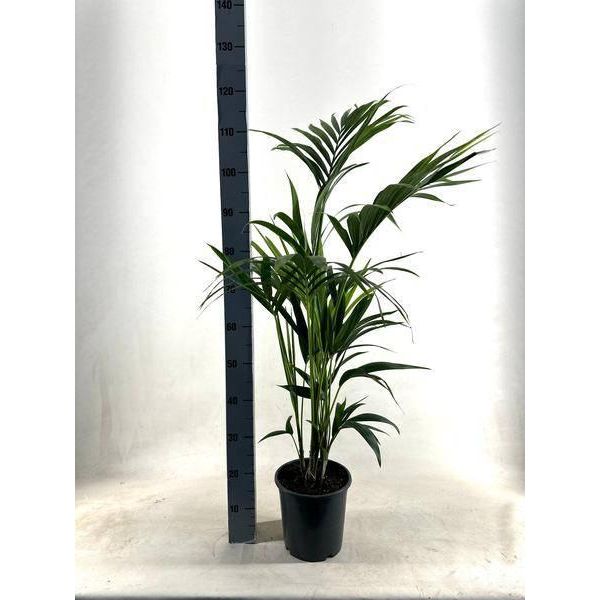 Palma Kentia - Howea Forsteriana - Ø21Cm - Altezza Circa 110Cm - Pianta D'appartamento Facile Da Curare E Che Purifica L'aria - Palma Elegante Per Soggiorno, Ufficio E Ingresso-image