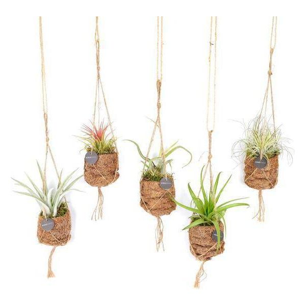 Kokodama Tillandsia Bird's Nest Mix - Pianta Ricadente - Set Di Piante Aeree - Ø7Cm - Altezza Circa 5Cm - 8 Piante - Pianta D'appartamento In Vaso Di Fibra Di Cocco-image