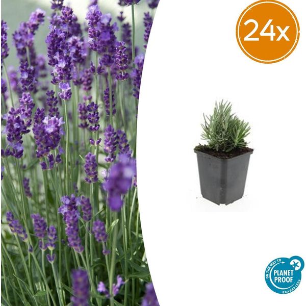 Lavanda Lavandula Angustifolia 'Dwarf Blue' - 24 Piante - Lavanda Blu Compatta - Fiori Profumati E Adatti Alle Api - Resistente E Facile Da Curare-image