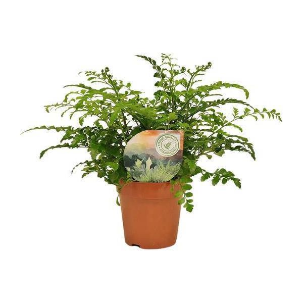 Felce Da Nido - Asplenium Parvati - Pianta Da Appartamento - Ø12Cm - Altezza Circa 35Cm - Felce Decorativa A Coste Per Interni-image