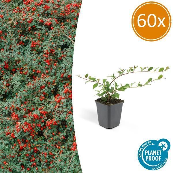 Nespola A Tappeto Cotoneaster Dammeri 'Major' - 60 Piante - ↕25Cm - Ø9Cm - Copertura Del Terreno - Resistente E Facile Da Curare - Sole E Ombra Parziale-image