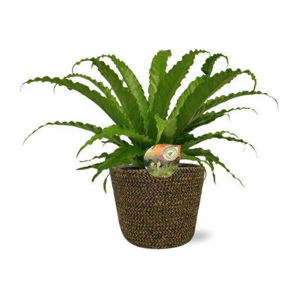 Asplenium Osaka Nido Di Felce - Ø17 Cm - Altezza Circa 40 Cm - Include Vaso Selin Black Ø18X16 Cm - Elegante Pianta Da Appartamento Per Soggiorno E Ufficio-image