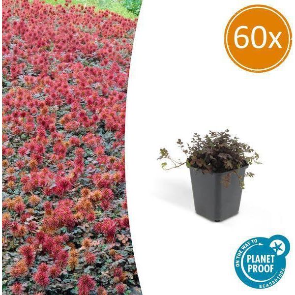 Fico D'india Rosso Bruno Acaena Microphylla 'Kupferteppich' - 60 Piante - ↕10-25Cm - Ø9Cm - Copertura Del Terreno - Fioritura E Cura Facile - Sole E Ombra-image