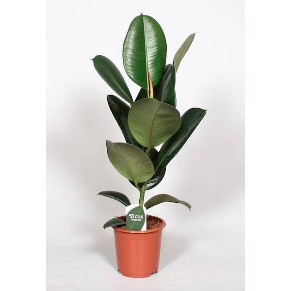 Ficus Elastica Robusta - Albero Della Gomma - Pianta Da Appartamento - Ø17Cm - Altezza 65Cm - Fogliame Forte E Lucido - Facile Da Curare E Robusto-image