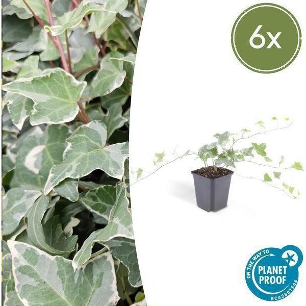 Hedera Helix 'Glacier' - Edera Bianco-Verde - Ø9Cm - ↕10-25Cm - 6 Piante - Copertura Del Terreno E Facile Da Curare - Crescita Rapida-image