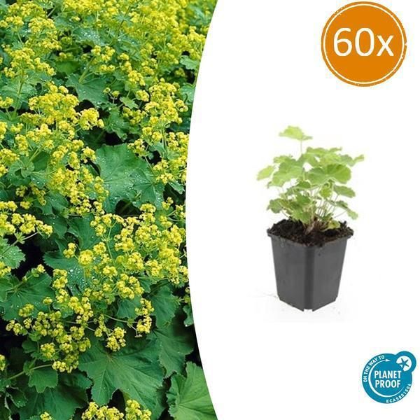 Alchemilla Mollis - ↕10-25Cm - Ø9Cm - 60 Piante - Tappezzante E Perenne Per Aiuole, Zone D'ombra E Giardino-image