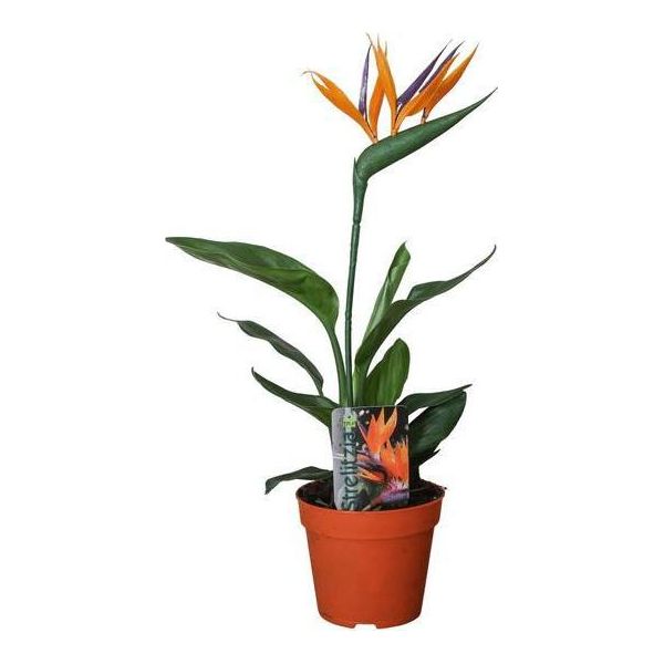 Strelitzia Reginae - Uccello Del Paradiso - Pianta Da Appartamento Con Fiore Artificiale - ↕35Cm - Ø13Cm - Pianta Esotica Per Soggiorno, Ufficio E Balcone - Pianta Decorativa Uccello Del Paradiso-image