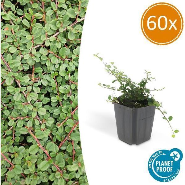 Cotoneaster Prostratus 'Queen Of Carpets' - Nespola Da Tappeto - Ø9Cm - ↕10-25Cm - 60 Piante - Robusta Copertura Del Suolo Con Fiori E Bacche-image
