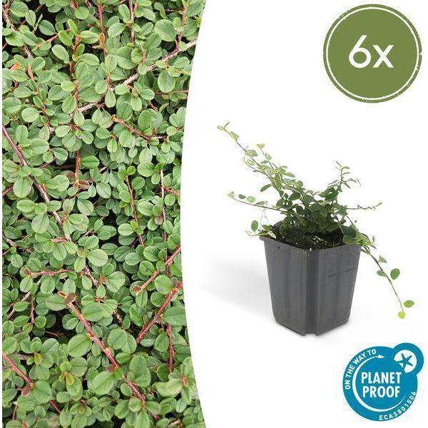 Nespola Cotoneaster Prostratus 'Queen Of Carpets' - ↕10-25Cm - Ø9Cm - 6 Piante - Robusta Copertura Del Terreno - Fiori Bianchi E Bacche Rosse - Sole E Ombra - Facile Da Curare-image
