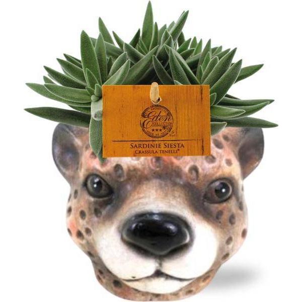 Crassula Tenelli - Succulente - Pianta D'appartamento - Ø11Cm - Altezza Circa 15Cm - In Vaso Di Ceramica Leopard Brown Ø12X9,5Cm - Facile Da Curare E Decorare-image