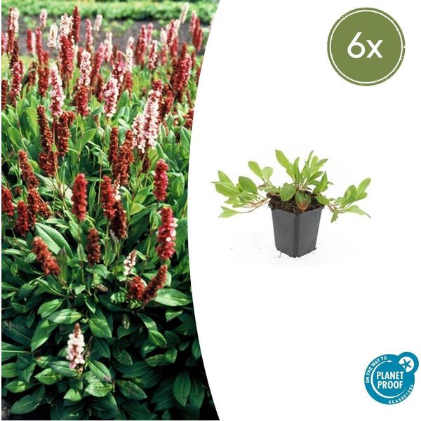Lumaca Persicaria Aff. 'Darjeeling Red' - ↕10-25Cm - Ø9Cm - 6 Piante - Fogliame Rosso - Sole E Ombra Parziale - Perenne Di Facile Cura-image