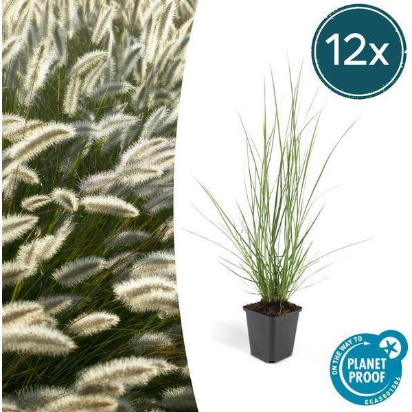 Pennisetum Alopecuroides 'Hameln' - 12 Piante - Erba Pulisci Lampade - Erba Ornamentale - Facile Da Curare - Sole E Ombra Parziale - Fiori Color Crema - Fioritura Autunnale-image