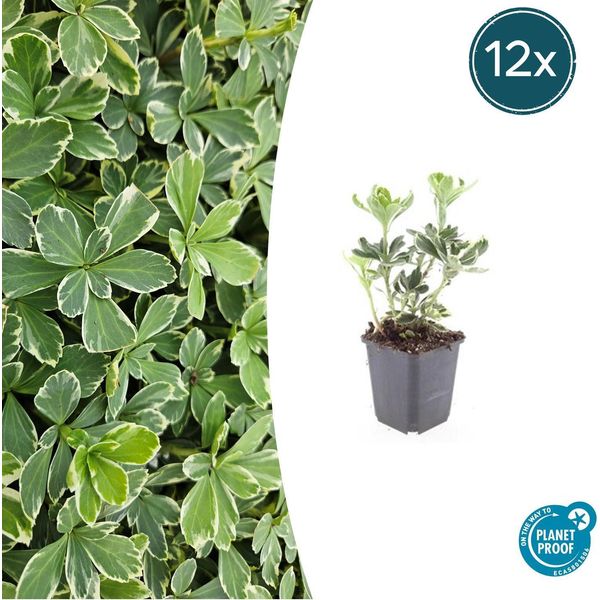 Pachysandra Terminalis 'Variegata' Verde Ombra - ↕10-25Cm - Ø9Cm - 12 Piante - Copertura Del Terreno Sempreverde - Facile Da Curare E Resistente-image