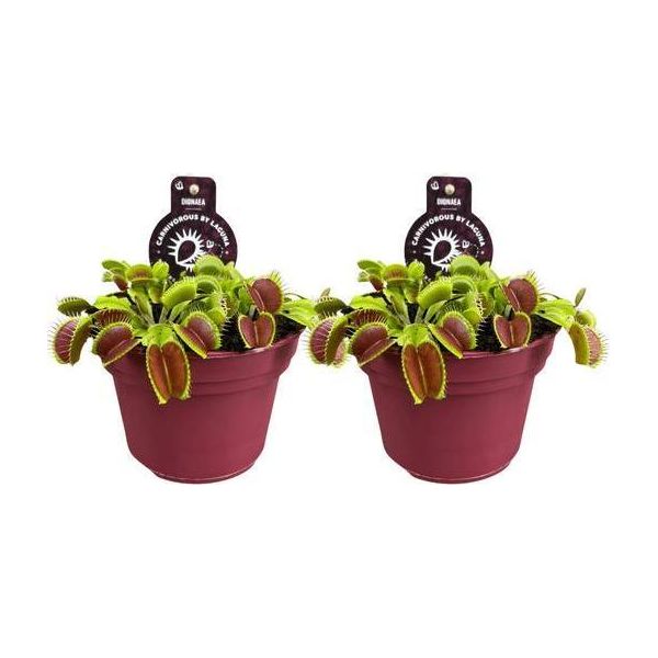 Dionaea Muscipula - Trappola Di Venere - Pianta Carnivora Da Appartamento - Ø12Cm - Altezza Circa 12Cm - 2 Piante-image