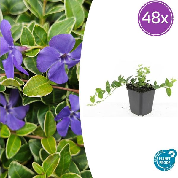 Vinca Minor 'Argenteovariegata' - Sempreverde - 48 Piante - ↕10-25 Cm - Ø9 Cm - Tappezzante Invernale Con Bordo Bianco-Argenteo E Fiori Viola - Adatto All'ombra E Facile Da Curare-image
