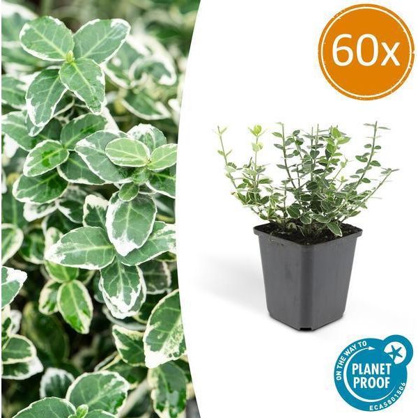 Arbusto Rampicante Euonymus Fortunei 'Emerald 'N Gaiety' - 60 Piante - ↕10-25Cm - Ø9Cm - Sempreverde - Copertura Del Terreno, Siepe E Pianta Solitaria-image
