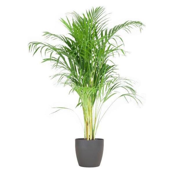 Palma Areca Dypsis Golden Fruit Palm - Pianta Da Appartamento ↕100Cm Ø21Cm - Con Vaso Biodegradabile Viber Grigio - Pianta Tropicale Che Purifica L'aria Per Il Soggiorno E L'ufficio-image
